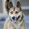 adoptable Dog in camarillo, CA named CHLOE