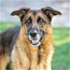 adoptable Dog in camarillo, CA named RHAPSODY
