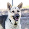 adoptable Dog in camarillo, CA named SLUGGER