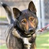 adoptable Dog in camarillo, CA named OSO