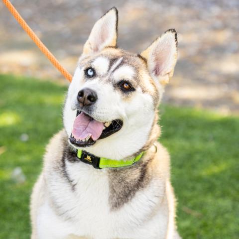 adoptable Dog in Camarillo, CA named VIXEN