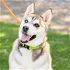 adoptable Dog in camarillo, CA named VIXEN