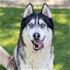 adoptable Dog in camarillo, CA named *YUKON
