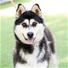 adoptable Dog in camarillo, CA named *PEONY
