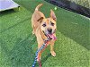 adoptable Dog in camarillo, CA named ABBY