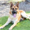 adoptable Dog in camarillo, CA named PRINGLES
