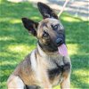 adoptable Dog in camarillo, CA named *AVA