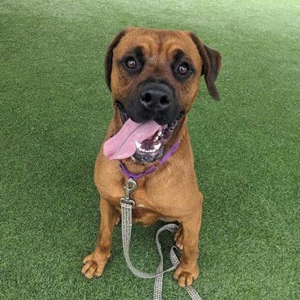 adoptable Dog in Camarillo, CA named *CASSADANO