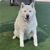 adoptable Dog in camarillo, CA named *AXEL