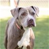 adoptable Dog in camarillo, CA named *OBADIAH CLEMENTINE