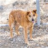 adoptable Dog in camarillo, CA named *BUDDY