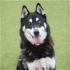 adoptable Dog in camarillo, CA named HUNTER