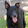 adoptable Dog in camarillo, CA named SADIE