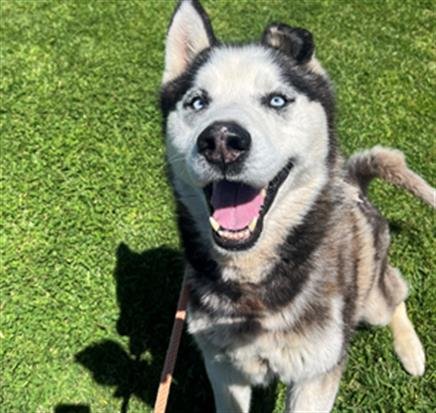 adoptable Dog in Camarillo, CA named *BUSTER