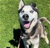 adoptable Dog in camarillo, CA named *BUSTER