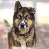 adoptable Dog in camarillo, CA named OGY