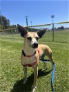 adoptable Dog in camarillo, CA named CHICKEN NUGGET