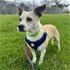 adoptable Dog in camarillo, CA named DAISY