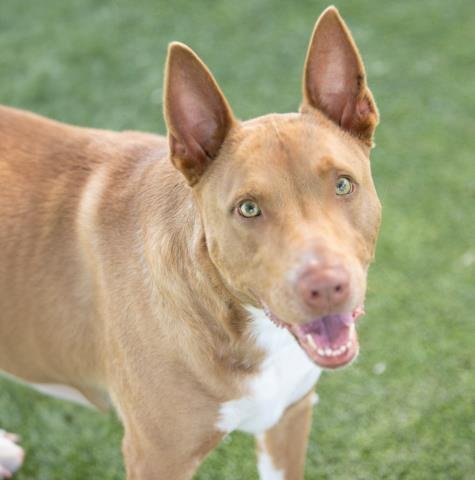 adoptable Dog in Camarillo, CA named SIMBA
