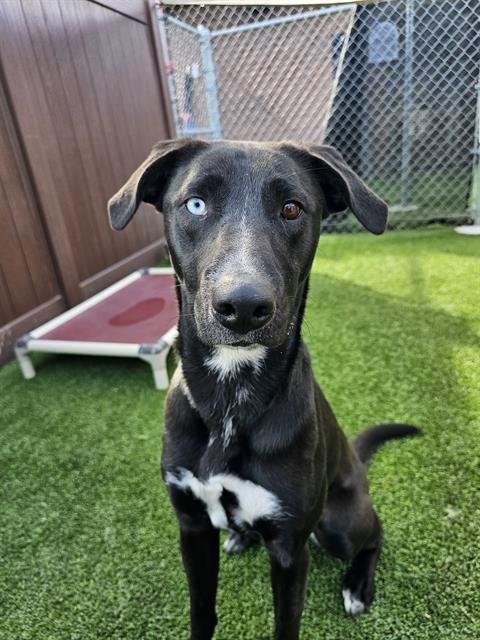 adoptable Dog in Camarillo, CA named LUNA