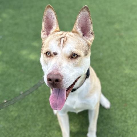 adoptable Dog in Camarillo, CA named *RATCHET