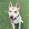 adoptable Dog in camarillo, CA named *RASCAL