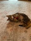 adoptable Cat in camarillo, CA named *ROXIE HART