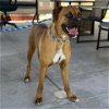 adoptable Dog in camarillo, CA named CHONA