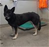 adoptable Dog in camarillo, CA named GIGA