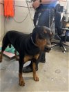 adoptable Dog in camarillo, CA named DEXTER