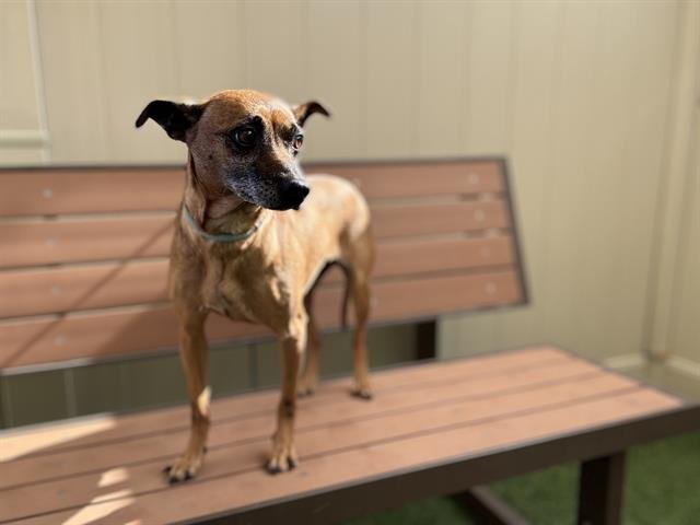 adoptable Dog in Camarillo, CA named LYLA