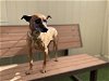adoptable Dog in camarillo, CA named LYLA