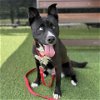 adoptable Dog in camarillo, CA named *MAZE