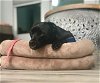 adoptable Dog in camarillo, CA named *BLUEBELL