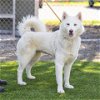 adoptable Dog in camarillo, CA named BAILEY