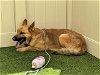 adoptable Dog in camarillo, CA named *WESTON