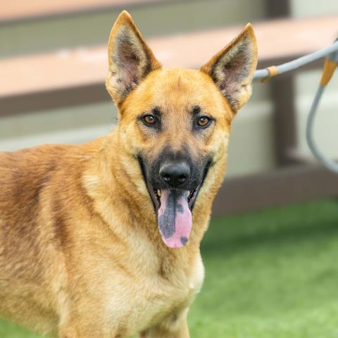 adoptable Dog in Camarillo, CA named *WESTON