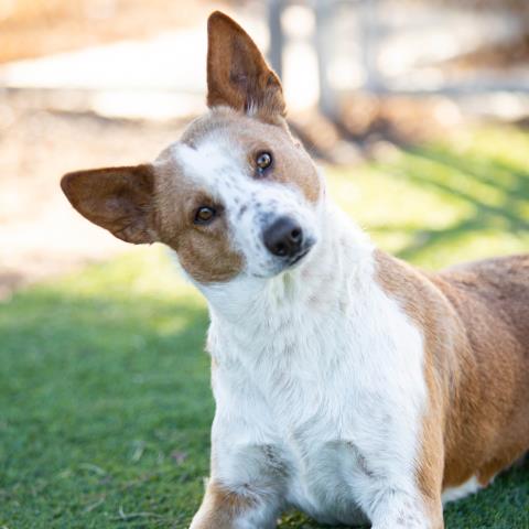 adoptable Dog in Camarillo, CA named TANGO