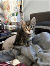 adoptable Cat in camarillo, CA named *HUNT