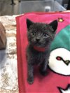 adoptable Cat in camarillo, CA named *RHUN