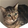 adoptable Cat in camarillo, CA named *MISS GRUNDY