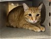 adoptable Cat in camarillo, CA named HONEY