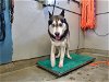 adoptable Dog in camarillo, CA named A846094