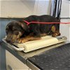 adoptable Dog in camarillo, CA named A846103