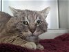 adoptable Cat in camarillo, CA named A846110