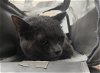 adoptable Cat in camarillo, CA named *ADMIRAL MEOWINGTON