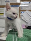 adoptable Cat in camarillo, CA named A846249