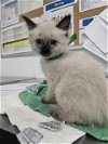 adoptable Cat in camarillo, CA named A846251