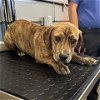 adoptable Dog in camarillo, CA named A846107