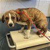 adoptable Dog in camarillo, CA named A846108